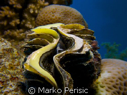 Common Giant Clam. by Marko Perisic 